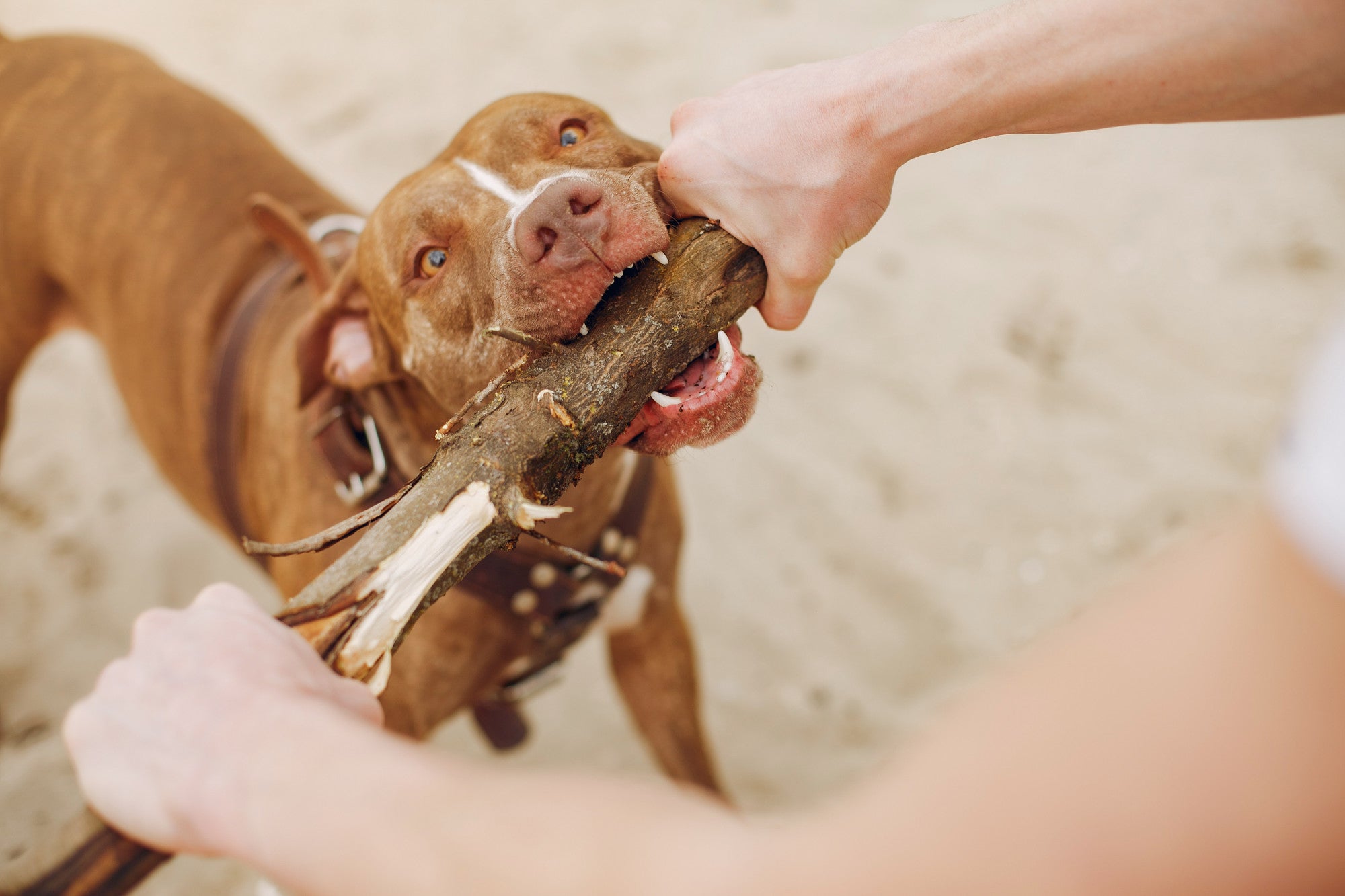 Does Your Dog Chew Everything? 7 Ways to Stop Destructive Chewing