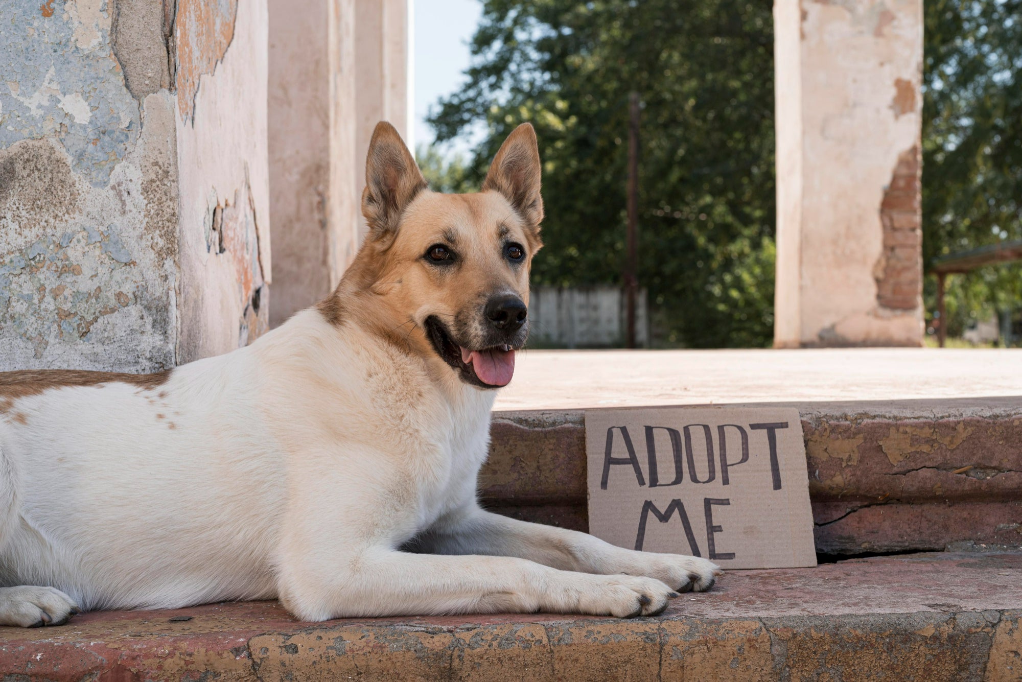 October: National Adopt a Dog Month