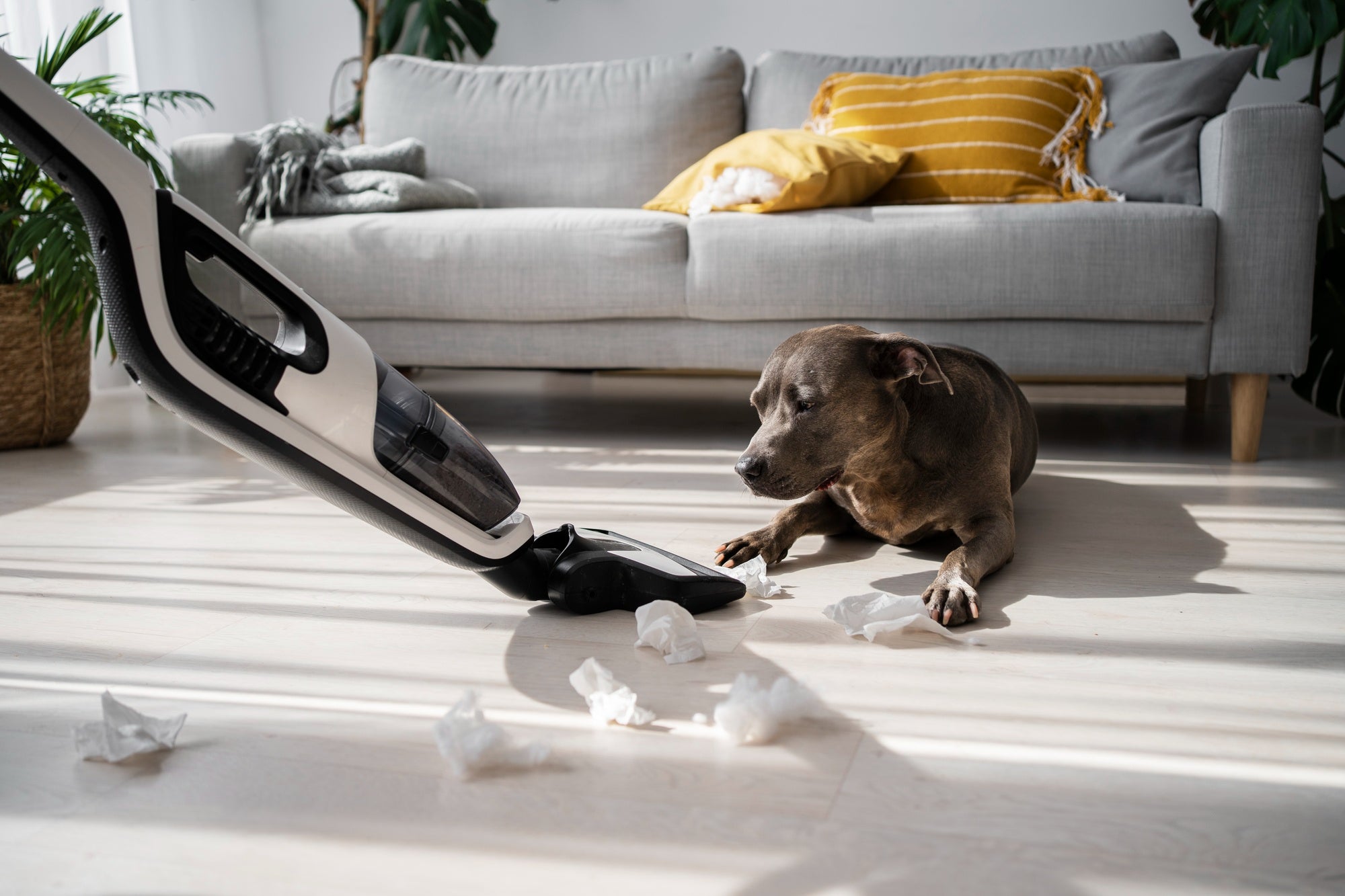 The Ultimate Spring Cleaning Checklist for Dog Owners!