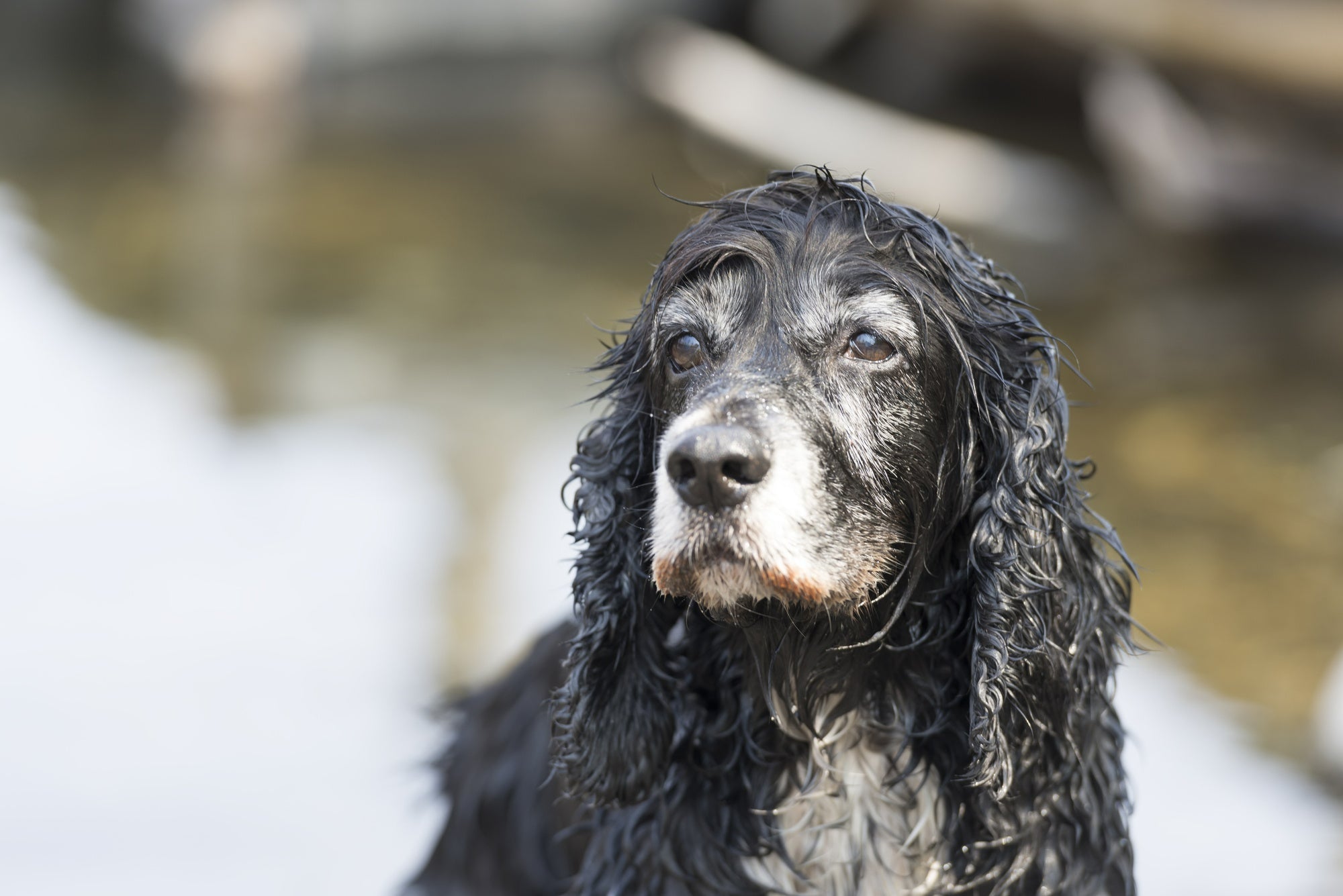 New Frailty Assessment Tool: A Game-Changer for Senior Dog Care