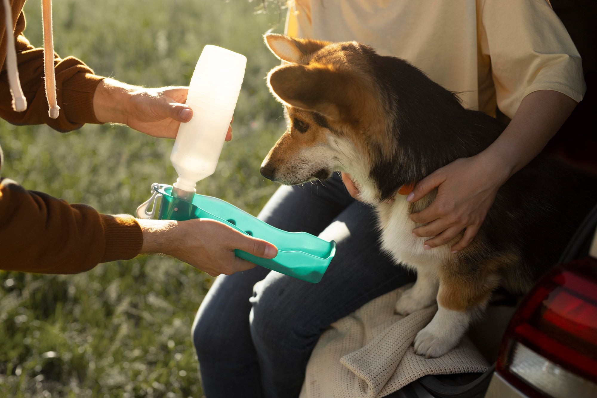 Preparing an Emergency Kit for Your Dog