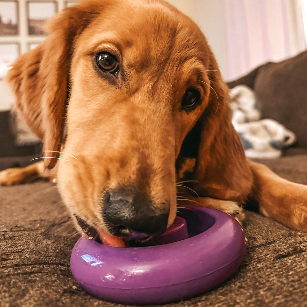 KONG Treat Spiral Ring Dog Toy, Large